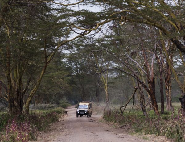 Quelle voiture pour un safari ?